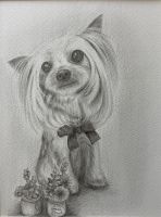 坂井 裕恵 さん　「Sharon」　デッサンご自宅で飼われているわんちゃんをお描きになられました。オシャレにカットされたヘアスタイルも艶々に描かれ、目鼻口の細部にも小さいながらも細やかな描写が施され、あどけない表情に描き出されています。愛らしく見つめる様子がとても愛おしく描かれている作品になられています。（講評：港井）